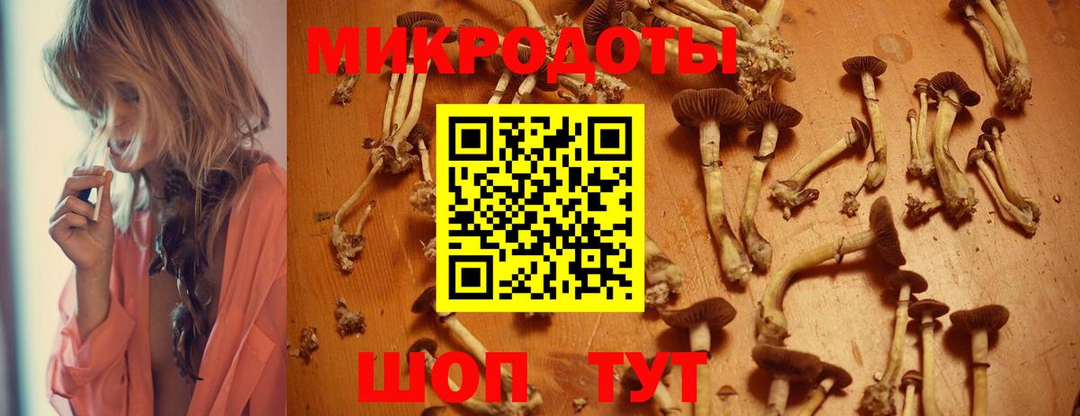 Псилоцибиновые грибы Psilocybe  Славянск-на-Кубани 